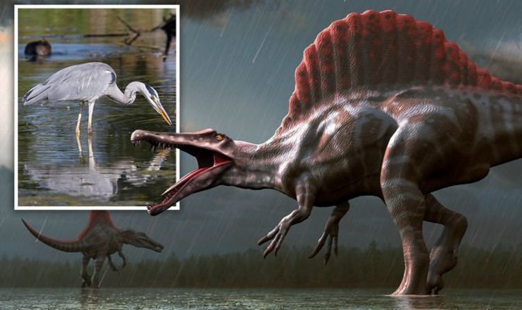 Спинозавр жил как цапля - открытие динозавра опровергает теорию водных хищников