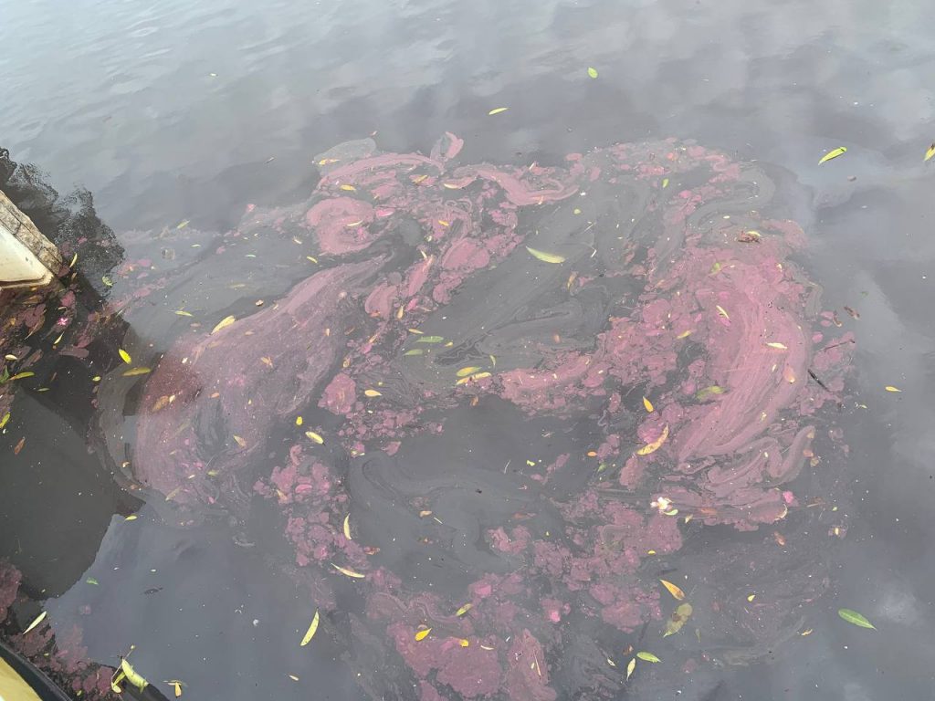 сингапурская вода становится розовой, сингапурская вода становится розовой видео, сингапурская вода становится розовой январь 2021 года, вода в канале в бухте Сентоза, Сингапур стала ярко-розовой, источая неприятный запах сточных вод