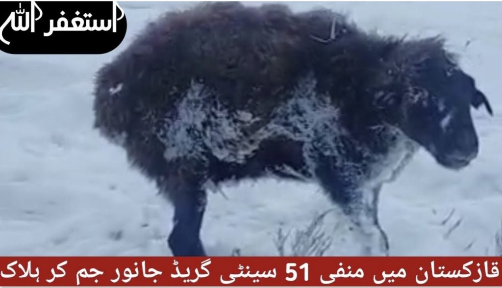 животные в казахстане замерзли насмерть, животные в казахстане замерзли видео, животные в казахстане замерзли насмерть фото