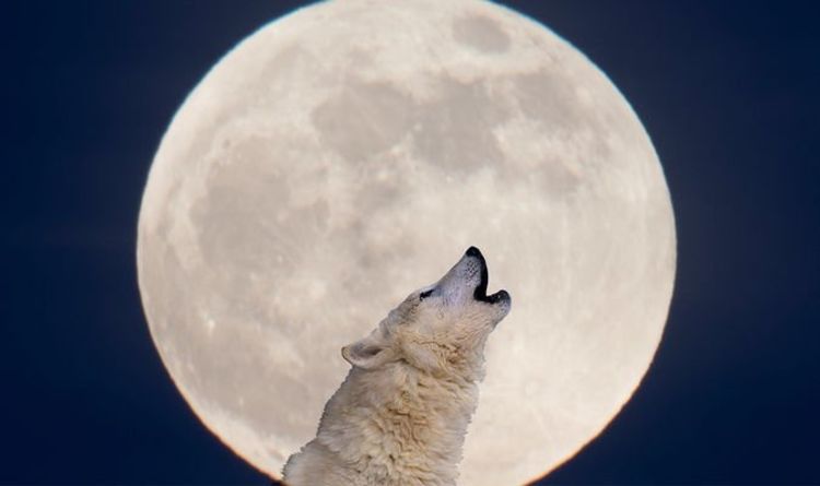 Значение Полнолуния: Что означает имя Волчьей Луны? 