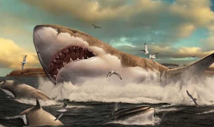 Зубы мегалодона - результат гигантских размеров древней акулы - исследование