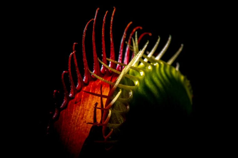 Венерианские мухоловки производят магнитные поля, когда едят