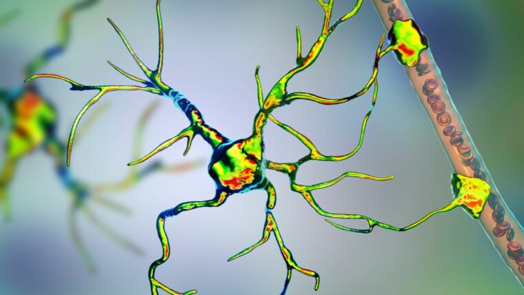 Коронавирус может заразить ключевые клетки мозга, вызывая гибель нейронов