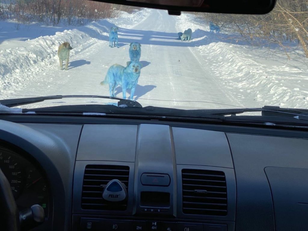 синие собаки в России, картинки синие собаки в россии, странные синие собаки в россии
