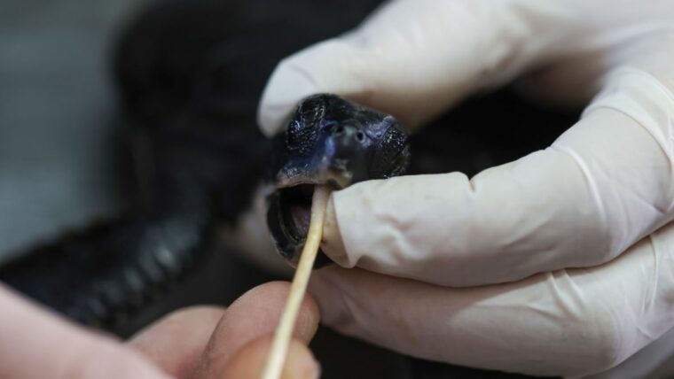 Почему спасатели кормят черепах майонезом после катастрофического разлива нефти