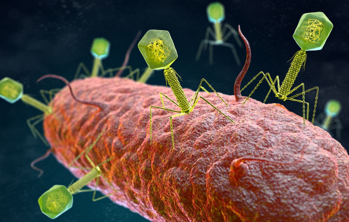 Бактериофаг вирус бактерий