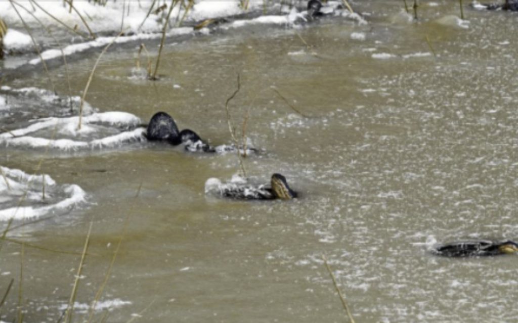 Между тем, эти аллигаторы пережили резкое похолодание в юго-восточной части Оклахомы, замерзнув на месте, подняв нос над льдом, чтобы дышать.