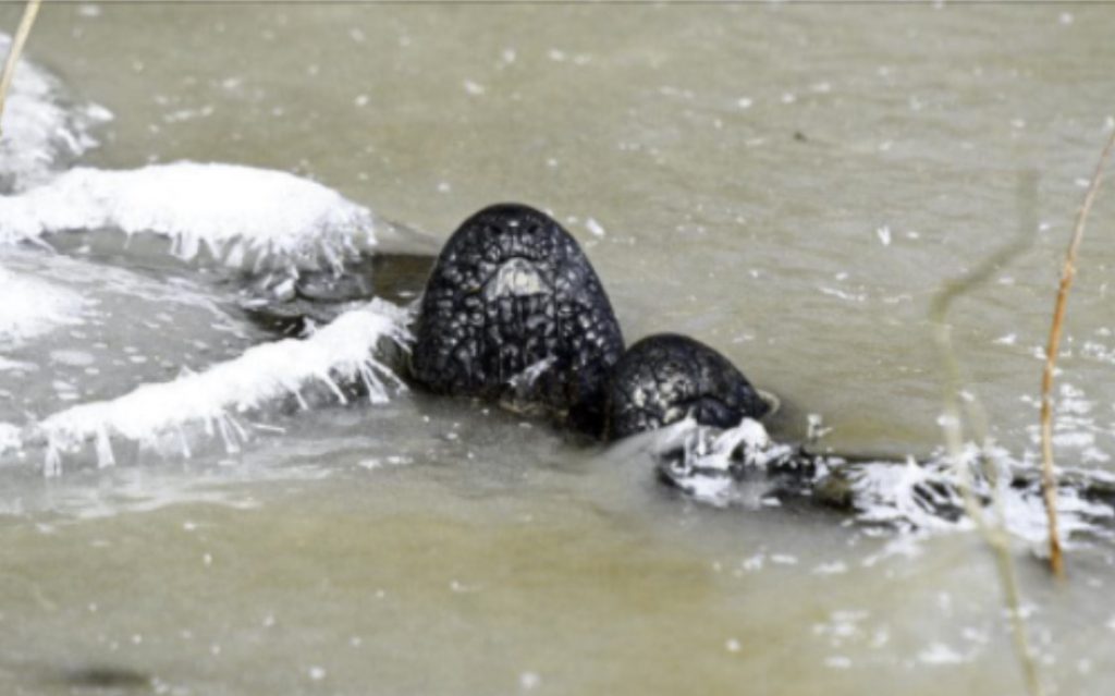 Между тем, эти аллигаторы пережили резкое похолодание в юго-восточной части Оклахомы, замерзнув на месте, подняв нос над льдом, чтобы дышать.