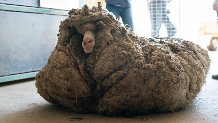 Подросшая овца «Баарак» получает эпическую карантинную стрижку, теряет 78 фунтов. 