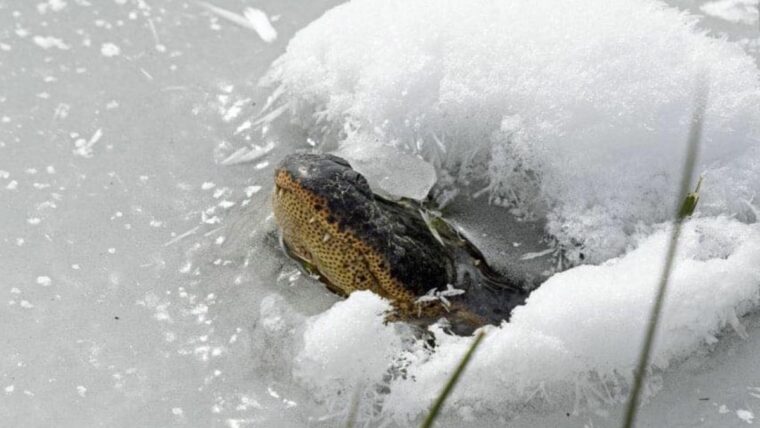 Аллигаторы в Оклахоме превращаются в фруктовое мороженое, торчащее из замерзшей воды