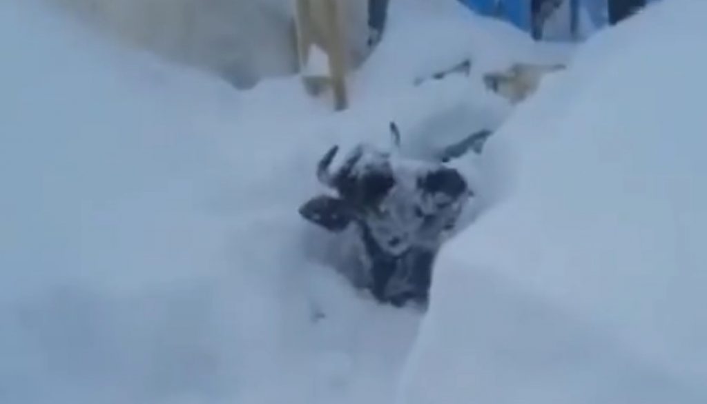 Животные, похороненные в метрах снега из России, Животные, захороненные в метрах снега из России видео, Животные, захороненные в метрах снега из России фото, Животные, захороненные в метрах снега из России, февраль 2021