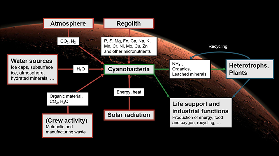 Иллюстрация систем жизнеобеспечения, которые могут быть использованы на Марсе, на основе цианобактерий. Предоставлено: Сиприен Версо.
