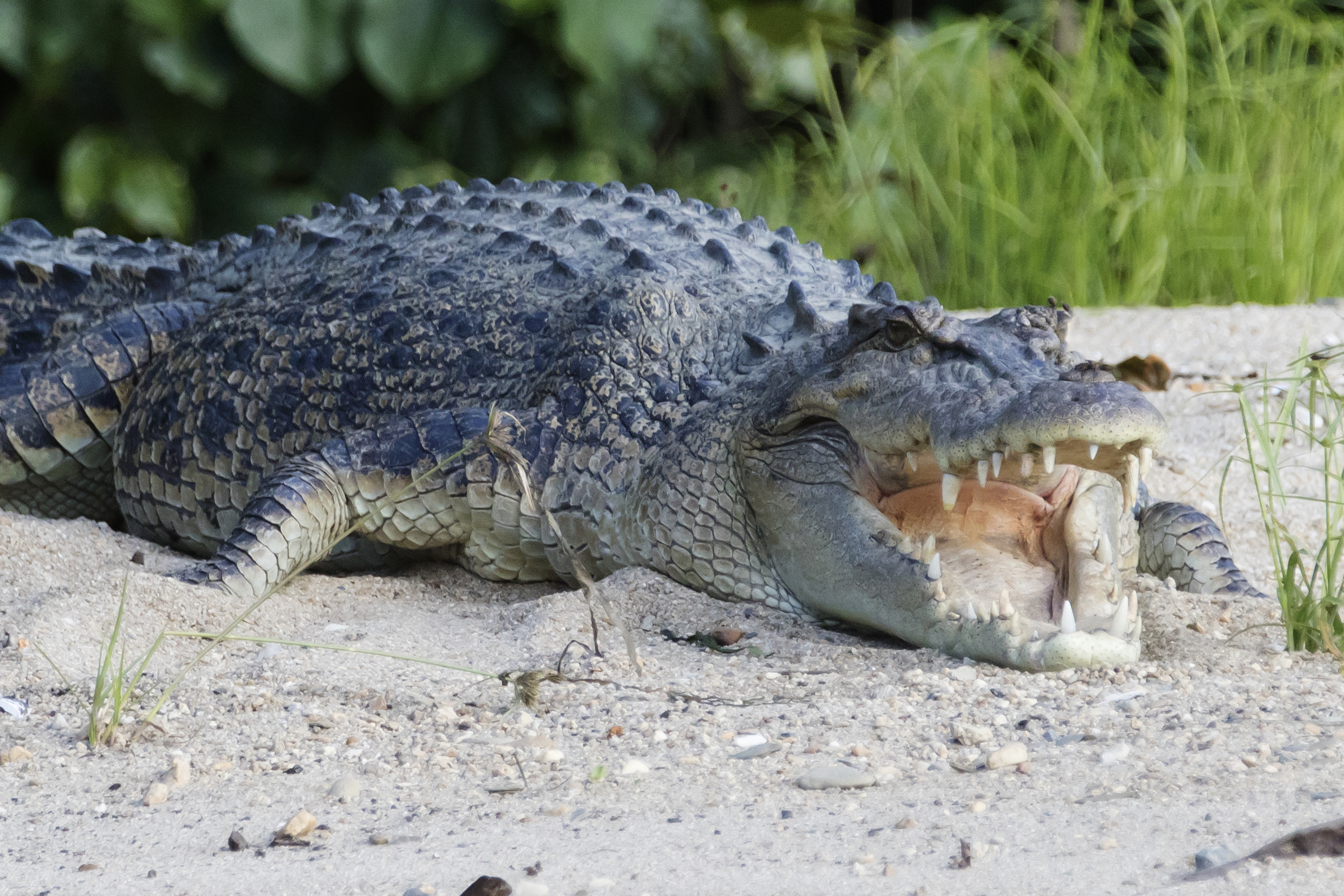 Австралийский соленоводный крокодил