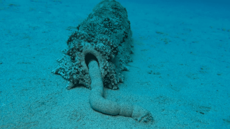 Морские огурцы выщипывают фекалии на пять эйфелевых башен с каждого рифа в год