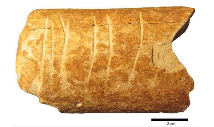 Новости археологии: доисторический офорт на кости, найденный в Израиле, является одним из старейших символов в мире