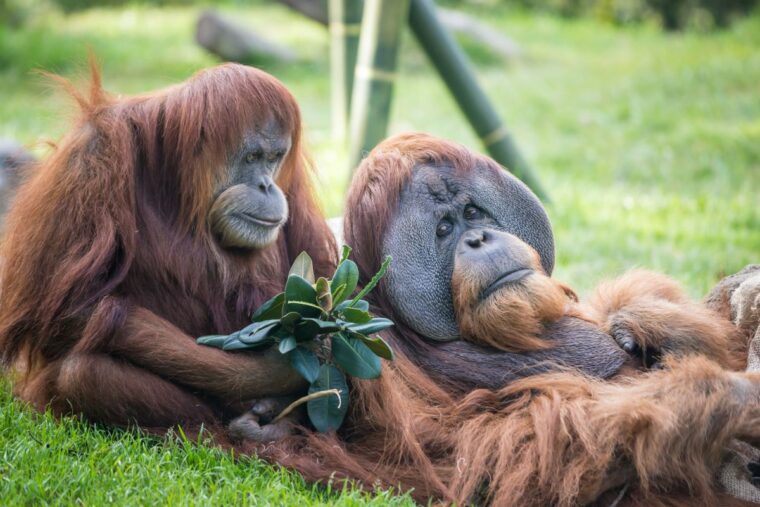 Орангутаны и бонобо в зоопарке США получили экспериментальную вакцину от