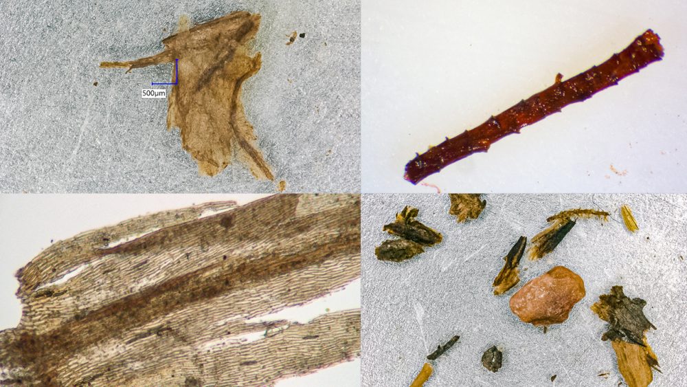 Еще несколько примеров обнаруженных остатков растений из ледяного керна Гренландии. Предоставлено: Дороти Питит, Колумбийский университет / Эндрю Крист / UVM)