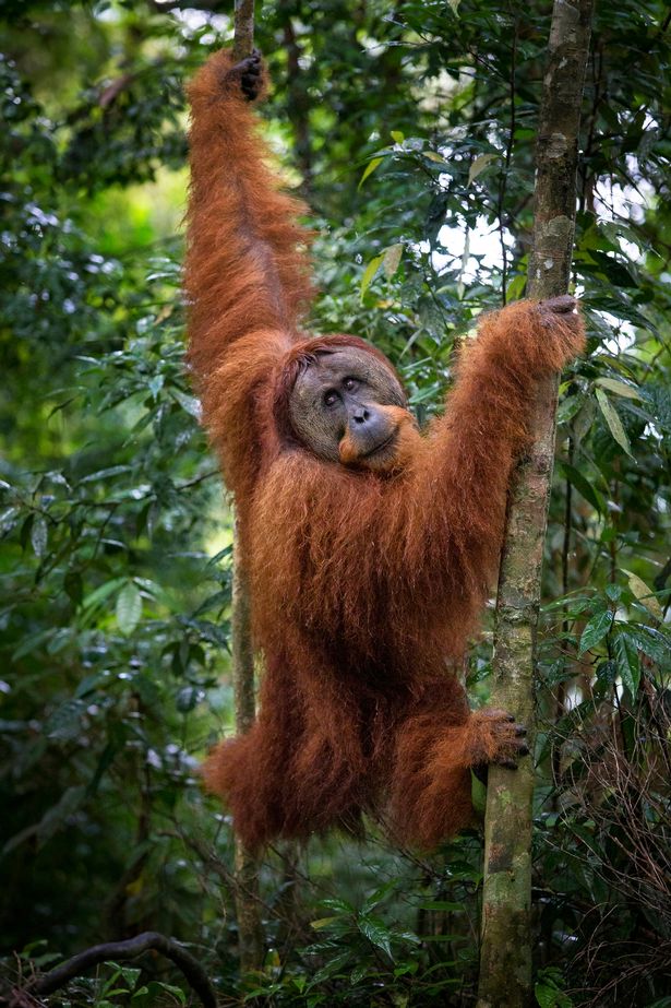 Ранга - это австралийское оскорбление, адресованное людям с рыжими волосами, когда цвет их локонов сравнивается с цветом орангутанга.