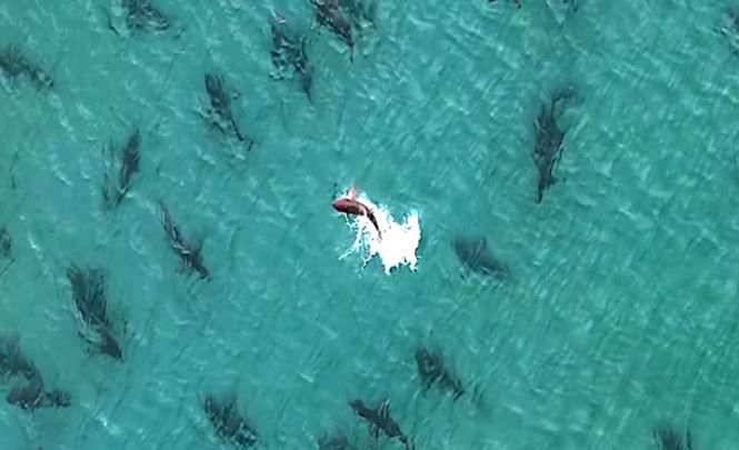 У побережья Флориды обнаружено огромное скопление акул