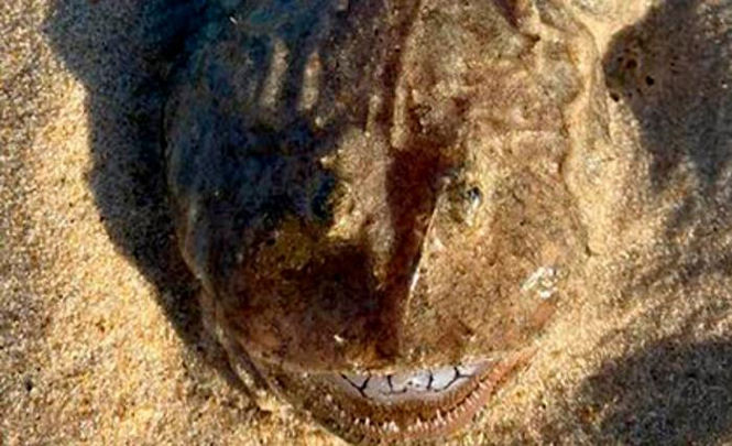 Загадочное существо с белыми зубами нашли на пляже в Австралии