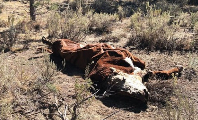 Власти американского штата Орегон расследуют очередную серию загадочных увечий скота