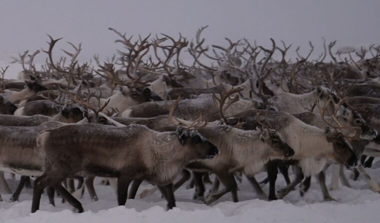 80 тысяч оленей в арктической России под угрозой голодной смерти