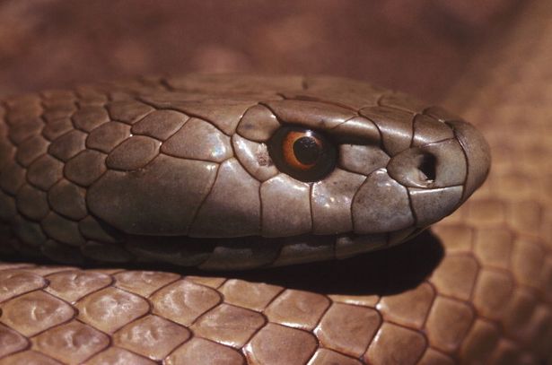 Способность плевать ядом чаще всего встречается у змей.