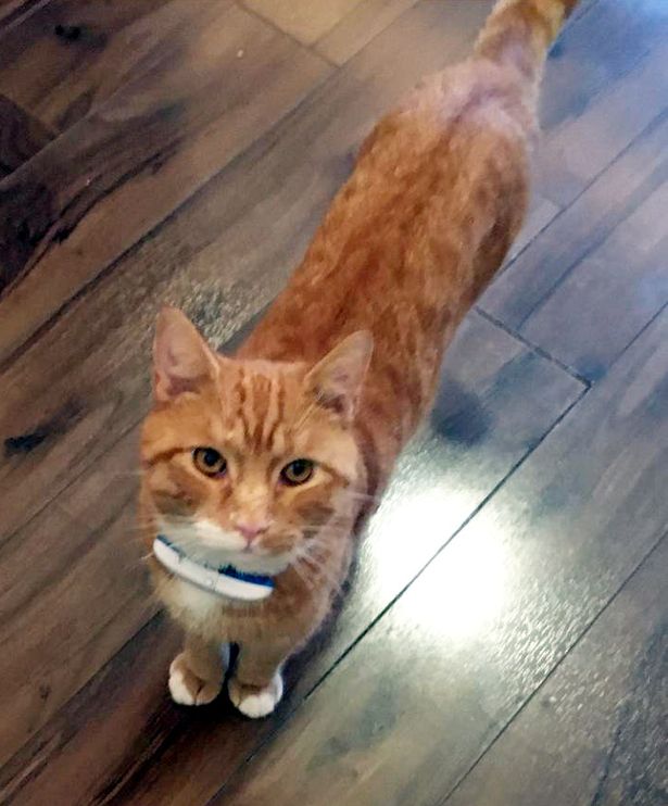 52-летний Энди Кинделл купил Могги Алексу специальный ошейник за 130 фунтов стерлингов с чипом GPS-слежения, чтобы он мог отслеживать местоположение кошки через приложение на своем телефоне.