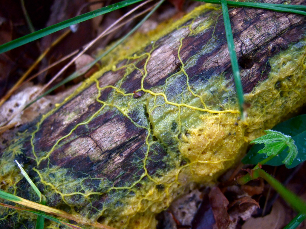 Physarum polycephalum запоминает, где нашли пищу без мозга и нервной системы.