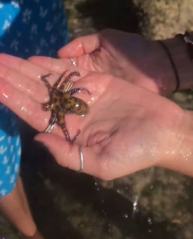 Кейлин нашла на пляже разноцветного осьминога и подобрала его для фото