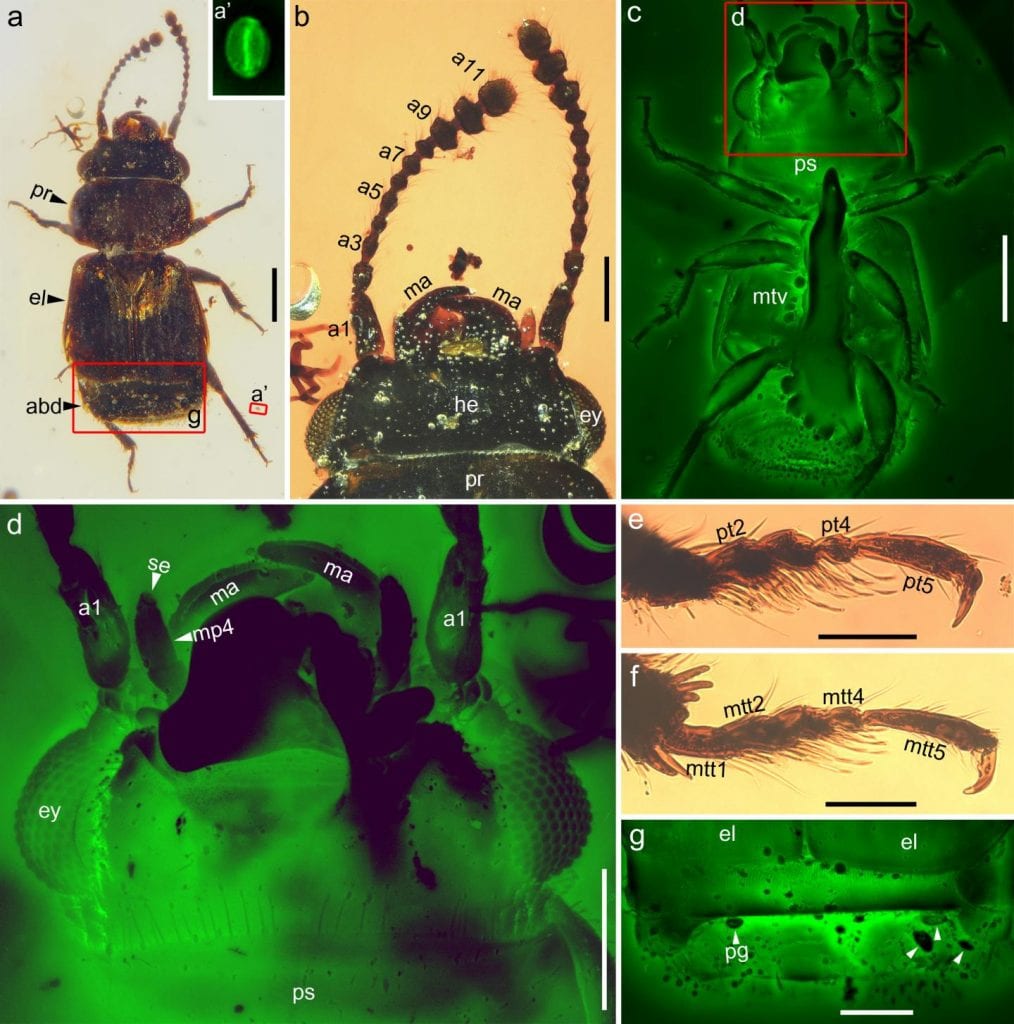Микрофотографии жука из бирманского янтаря среднего мела. Кредит: NIGPAS