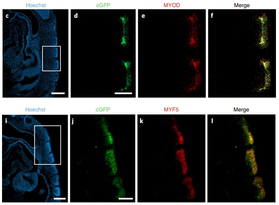 Человеческие клетки как будущие мышцы эмбриона свиньи: они светятся зеленым и экспрессируют мышечные маркеры. Предоставлено: Maeng et al. / Природа и биомедицинская инженерия, 2021 г.