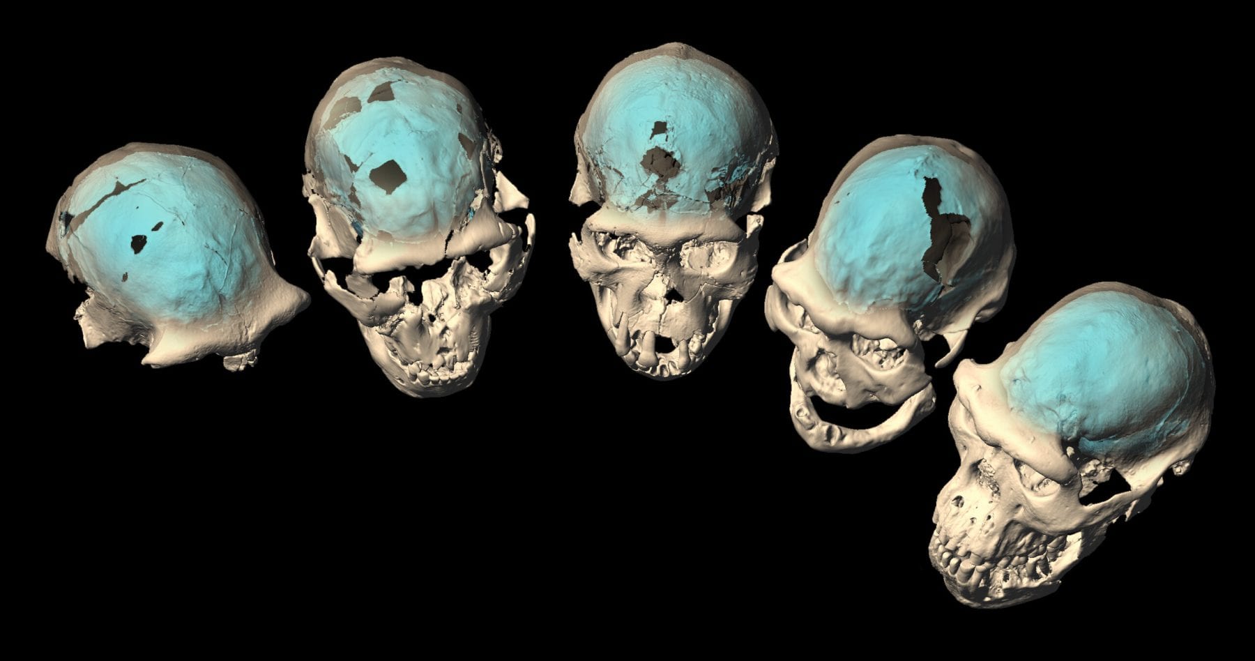 Компьютерная томография была использована для создания виртуальной реконструкции эндокастов ранних черепов Homo из Дманиси. Предоставлено: М. Понсе де Леон и Ч. Цолликофер, Цюрихский университет
