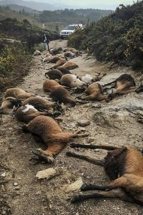 68 коз были убиты молнией в Португалии 9 апреля 2021 года, 68 коз были убиты молнией в Португалии на фото 9 апреля 2021 года, 68 коз были убиты молнией в Португалии на снимках 9 апреля 2021 года, 68 коз были убиты молнией. молния в Португалии 9 апреля 2021 г. видео