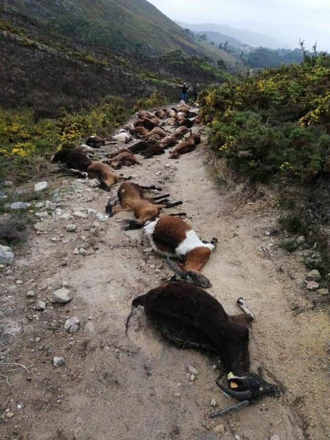 68 коз были убиты молнией в Португалии 9 апреля 2021 года, 68 коз были убиты молнией в Португалии на фото 9 апреля 2021 года, 68 коз были убиты молнией в Португалии на снимках 9 апреля 2021 года, 68 коз были убиты молния в Португалии 9 апреля 2021 г. видео