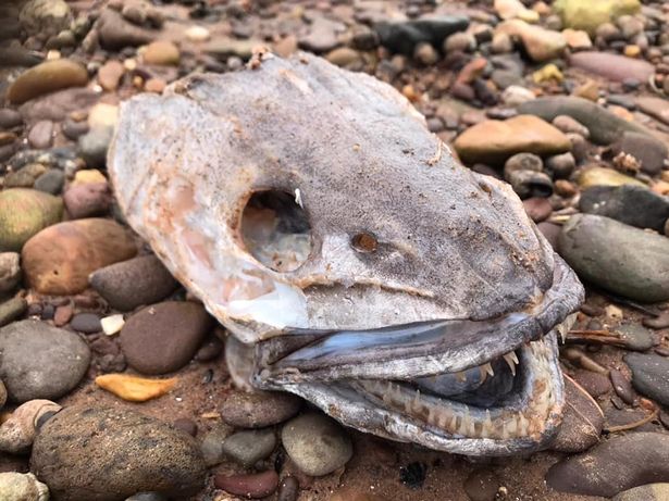 Анджела Майнард и ее муж Дэн наткнулись на останки странно выглядящей рыбы во время прогулки с собаками в Эксмауте, Девон.