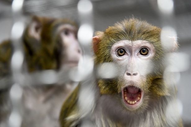 Химерные эмбрионы человека и обезьяны контролировались в лаборатории в течение 19 дней, прежде чем были уничтожены.