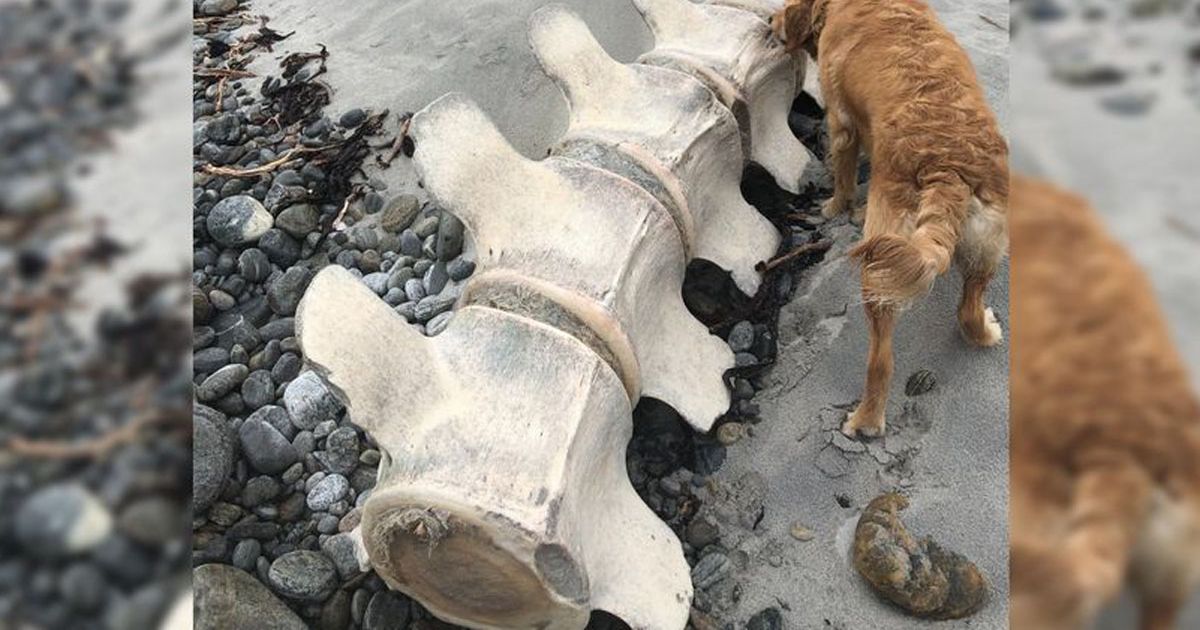 Охотники за Лох-Нессскими монстрами настаивают на том, что огромный скелет, найденный на шотландском пляже, должен быть родственником