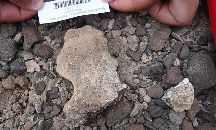 Широко обсуждаемый череп раннего человека прямоходящего из Турканы - возраст и происхождение теперь подтверждены
