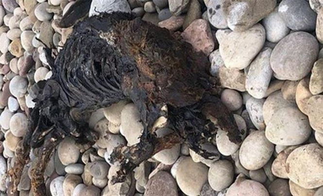 Уборщица нашла на пляже останки загадочного существа