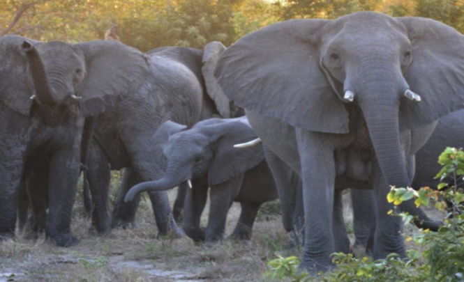 В ЮАР стадо слонов затоптало браконьера охотящегося за бивнями