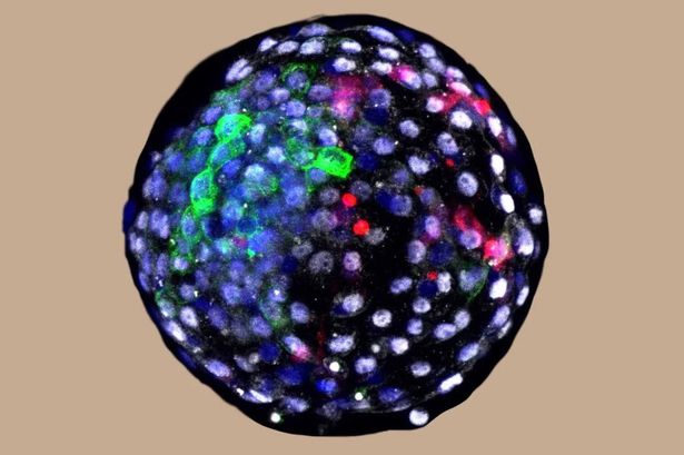 Клетки человека (отмечены красным) были идеально интегрированы в эмбрион макаки.