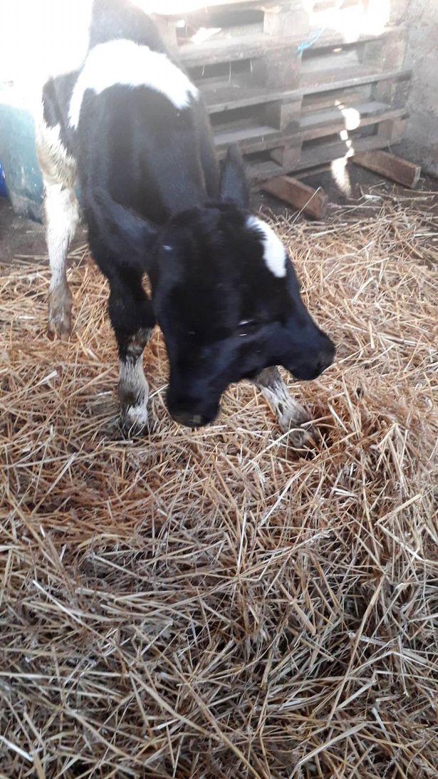 Двуглавый теленок родился на ферме в Северной Македонии и выжил несмотря ни на что.