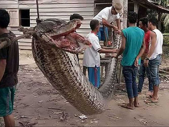 Змея-монстр ест женщину в Индонезии