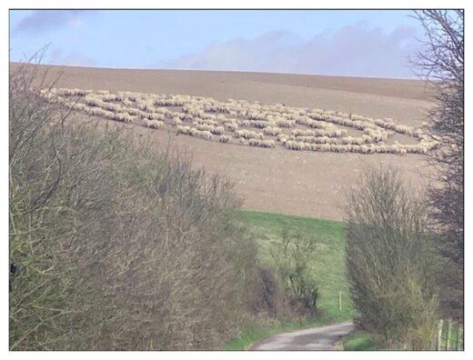 Тайна овец, стоящих в концентрических кругах, круг овец, феномен круга овец
