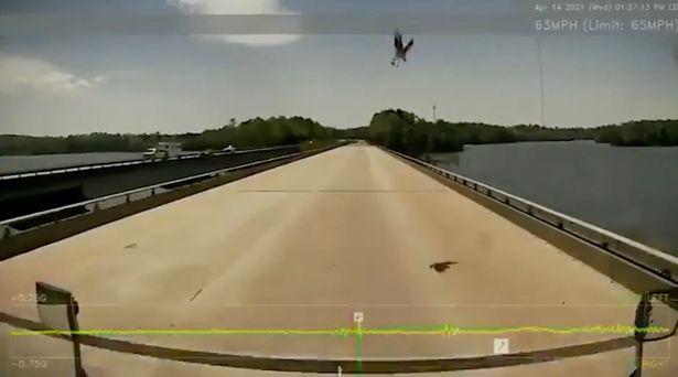 Рыба падает с неба и врезается в лобовое стекло водителя грузовика в странном видео