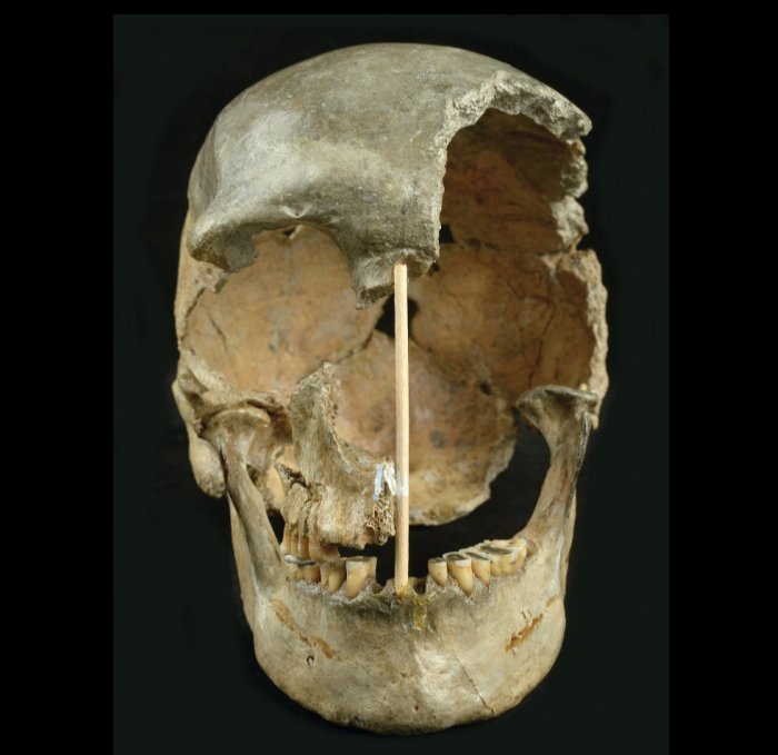 Первоначальные попытки датировать Златы ку на основании формы ее черепа предполагали, что ей было не менее 30 000 лет. Исследователи теперь считают, что она жила более 45 000 лет назад. Мартин Фруз