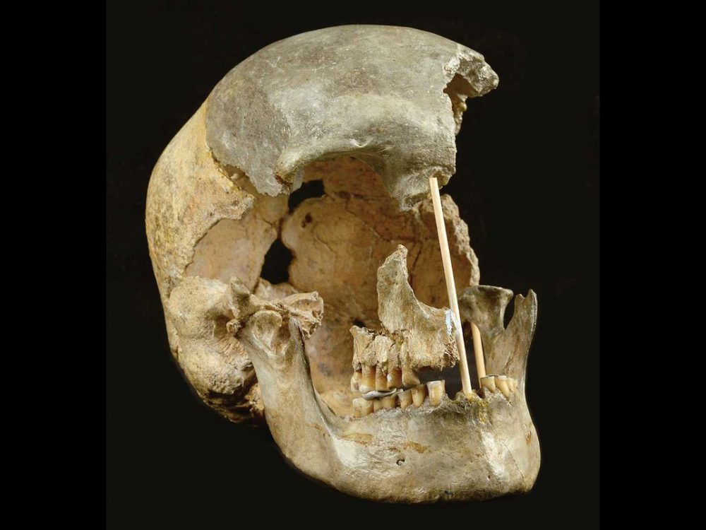 Это реконструированный череп современной женщины из пещеры Златы Кун, который использовался для изучения генома человека. Предоставлено: Марек Йентак.