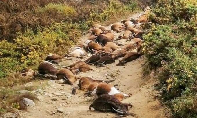 68 коз были убиты молнией в Португалии 9 апреля 2021 года, 68 коз были убиты молнией в Португалии на фото 9 апреля 2021 года, 68 коз были убиты молнией в Португалии на снимках 9 апреля 2021 года, 68 коз были убиты молнией. молния в Португалии 9 апреля 2021 г. видео