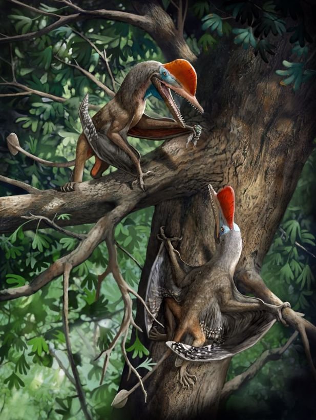 Знакомьтесь, Monkeydactyl - новая летающая рептилия юрского периода с самым старым предполагаемым большим пальцем